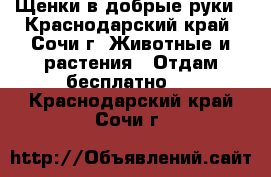 Щенки в добрые руки - Краснодарский край, Сочи г. Животные и растения » Отдам бесплатно   . Краснодарский край,Сочи г.